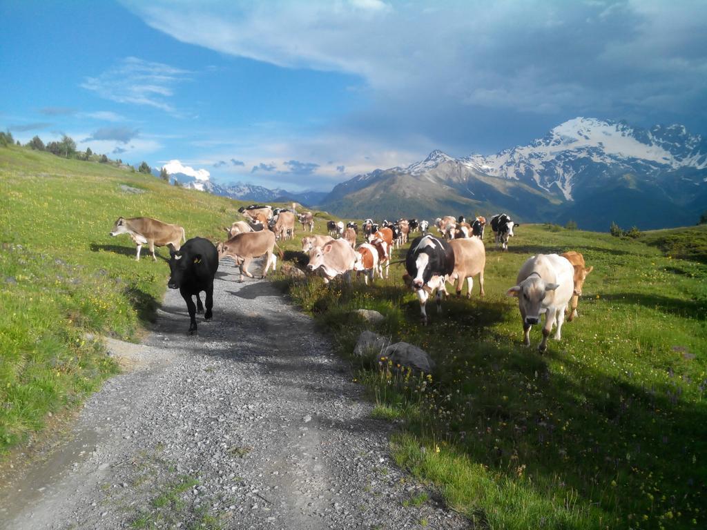 Agriturismo Raethia Isolaccia Bagian luar foto