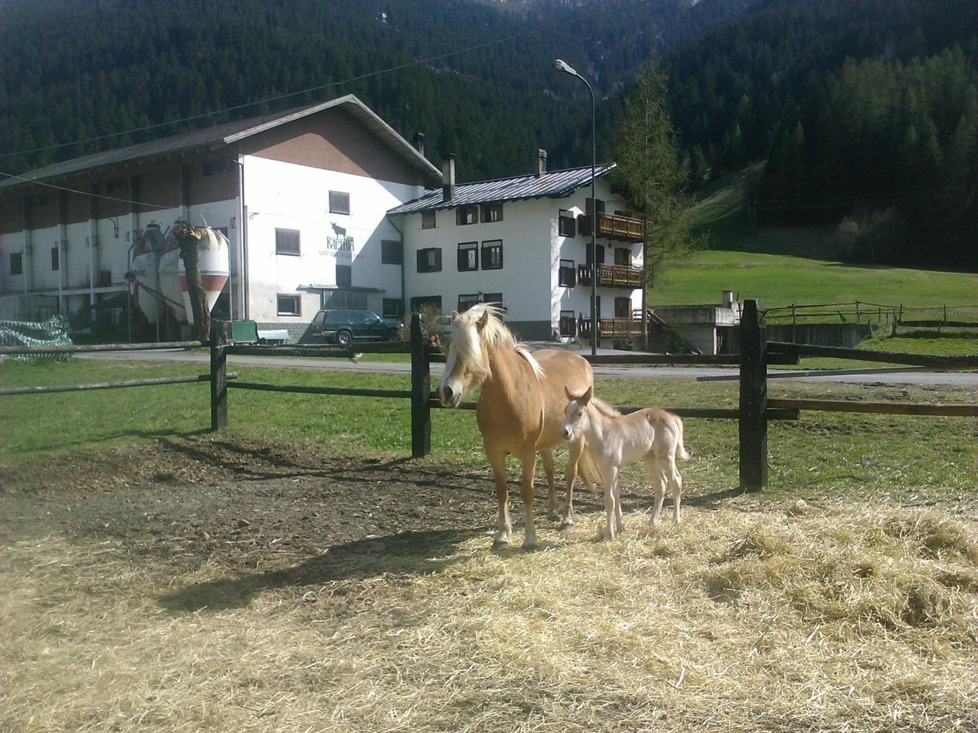 Agriturismo Raethia Isolaccia Bagian luar foto