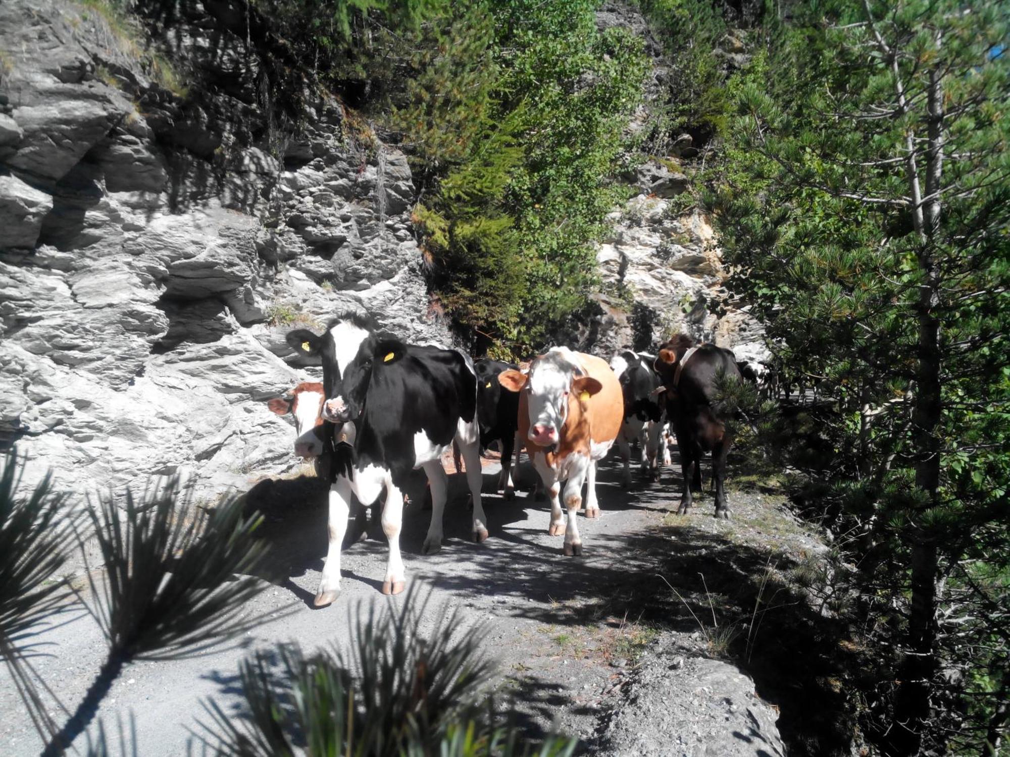 Agriturismo Raethia Isolaccia Bagian luar foto