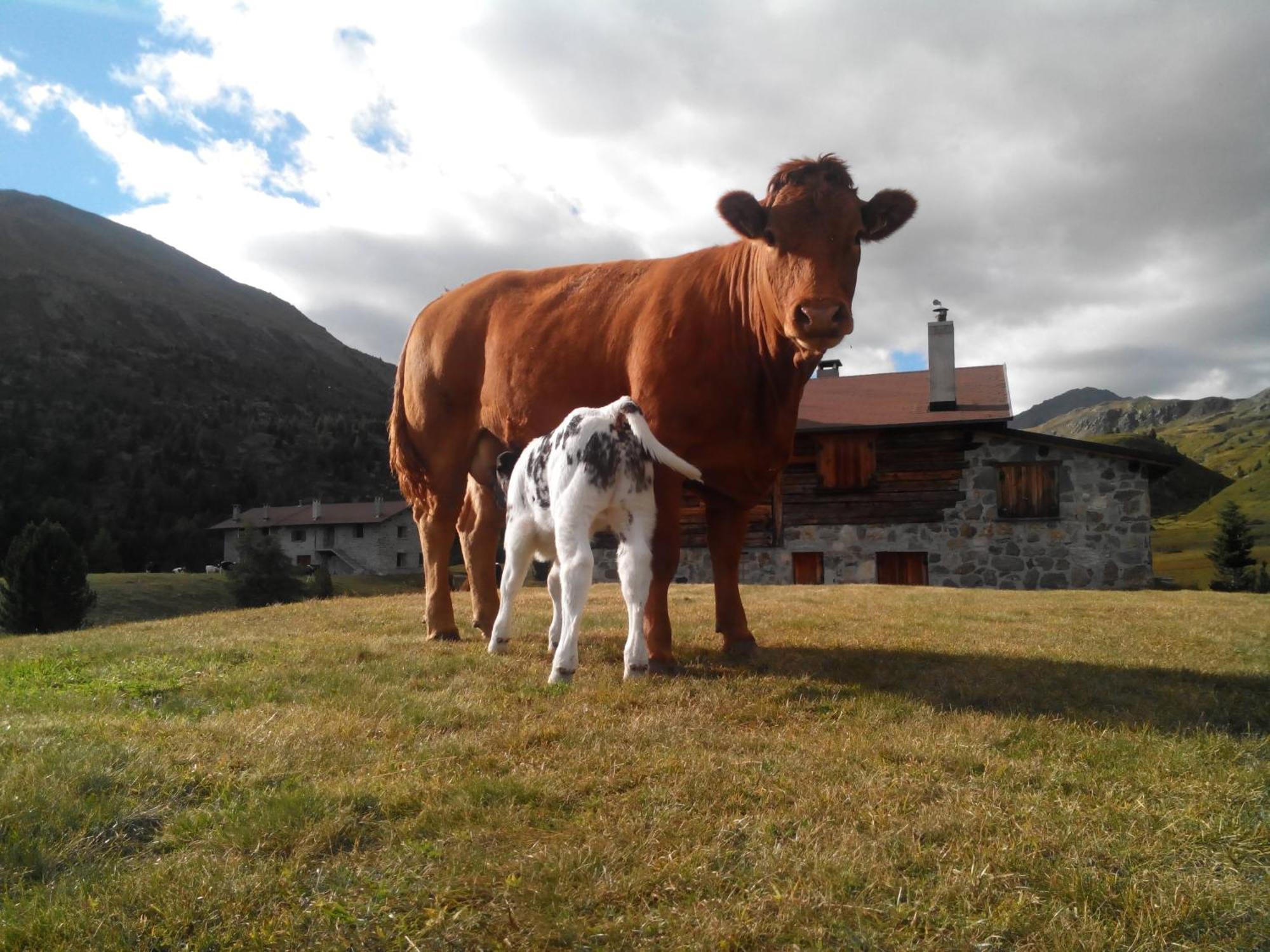 Agriturismo Raethia Isolaccia Bagian luar foto