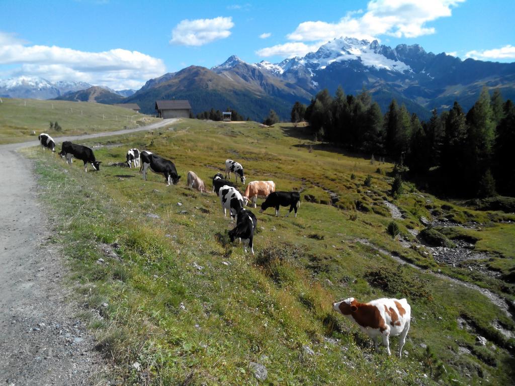 Agriturismo Raethia Isolaccia Bagian luar foto